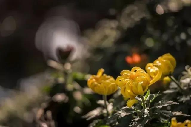 微信图片_20211020163528 微信图片_20211020163528